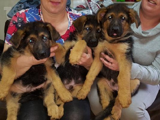 Boy German Shepards Έτοιμο